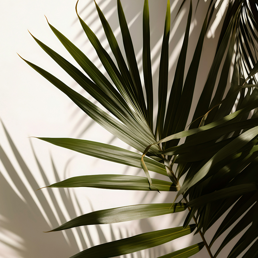 Botany Design Co Gold Coast Garden and Landscape Design and Horticultural Consultancy