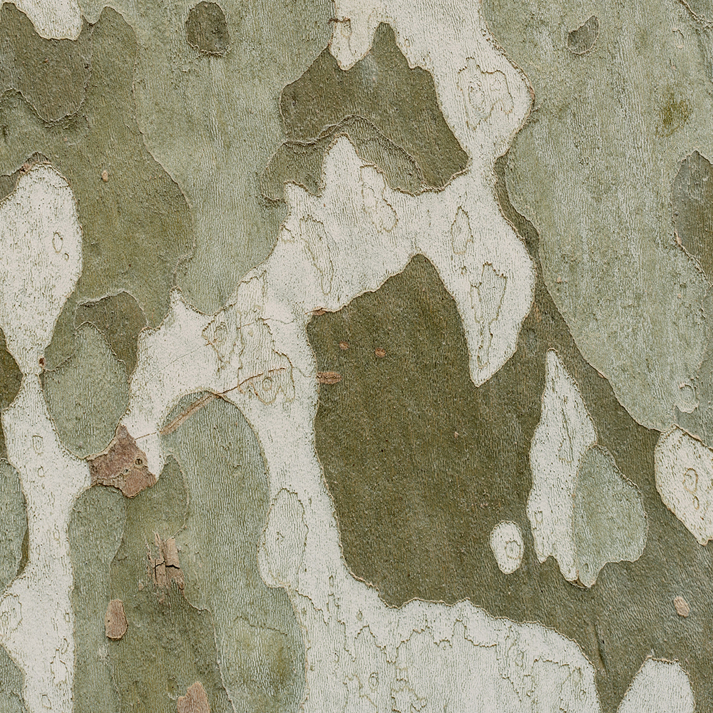 Botany Design Co Gold Coast Garden and Landscape Design and Horticultural Consultancy