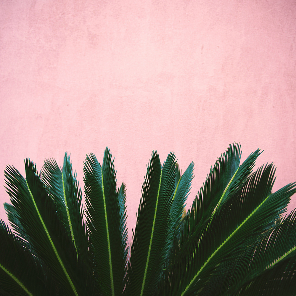 Botany Design Co Gold Coast Garden and Landscape Design and Horticultural Consultancy