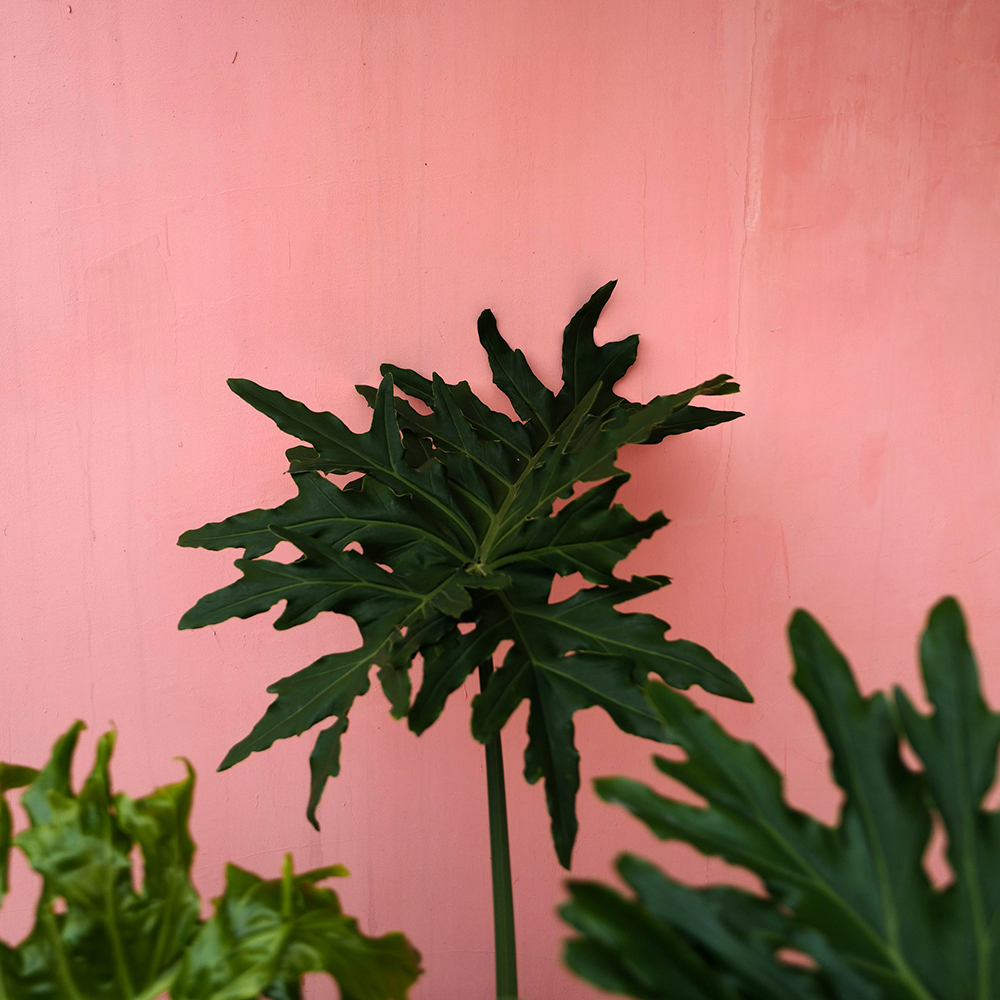 Botany Design Co Gold Coast Garden and Landscape Design and Horticultural Consultancy