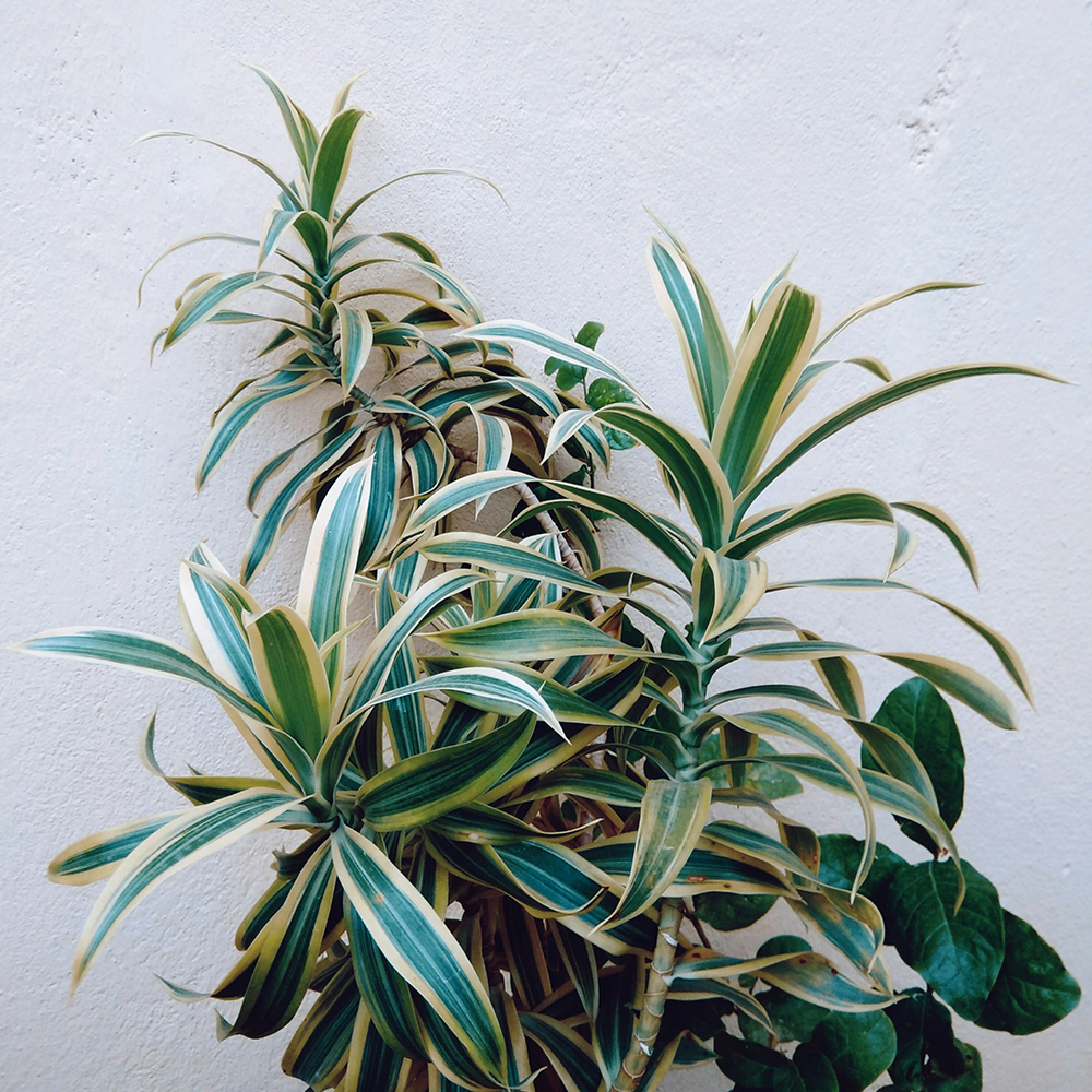 Botany Design Co Gold Coast Garden and Landscape Design and Horticultural Consultancy