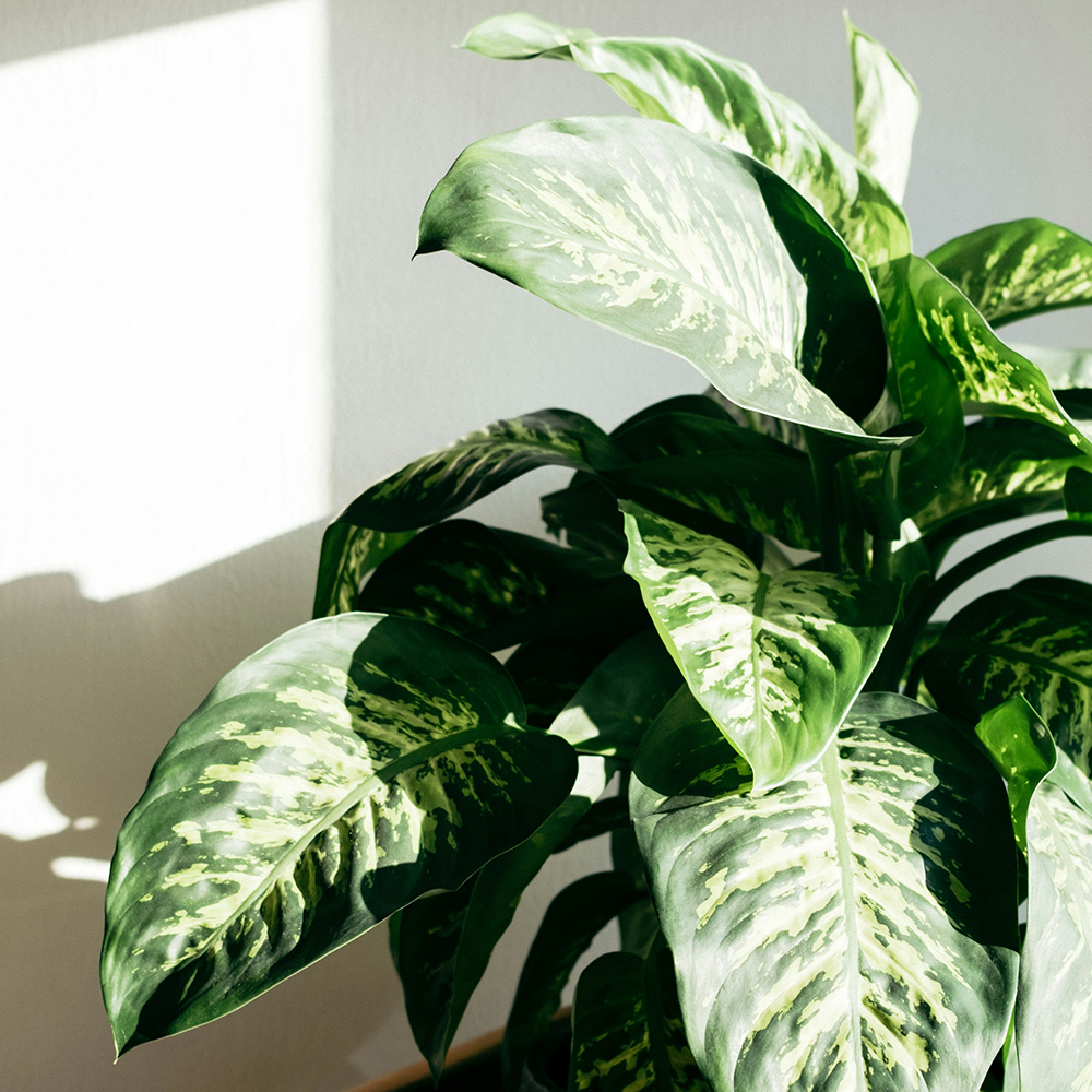 Botany Design Co Gold Coast Garden and Landscape Design and Horticultural Consultancy